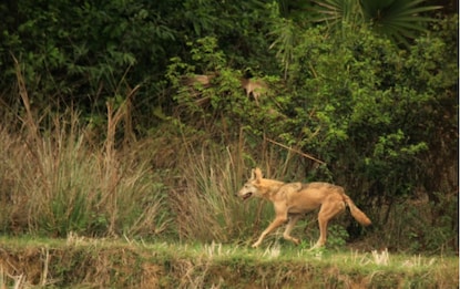 বনদপ্তর সূত্রে প্রাপ্ত হায়নার ছবি। বনদপ্তর সূত্রে প্রাপ্ত হায়নার ছবি।