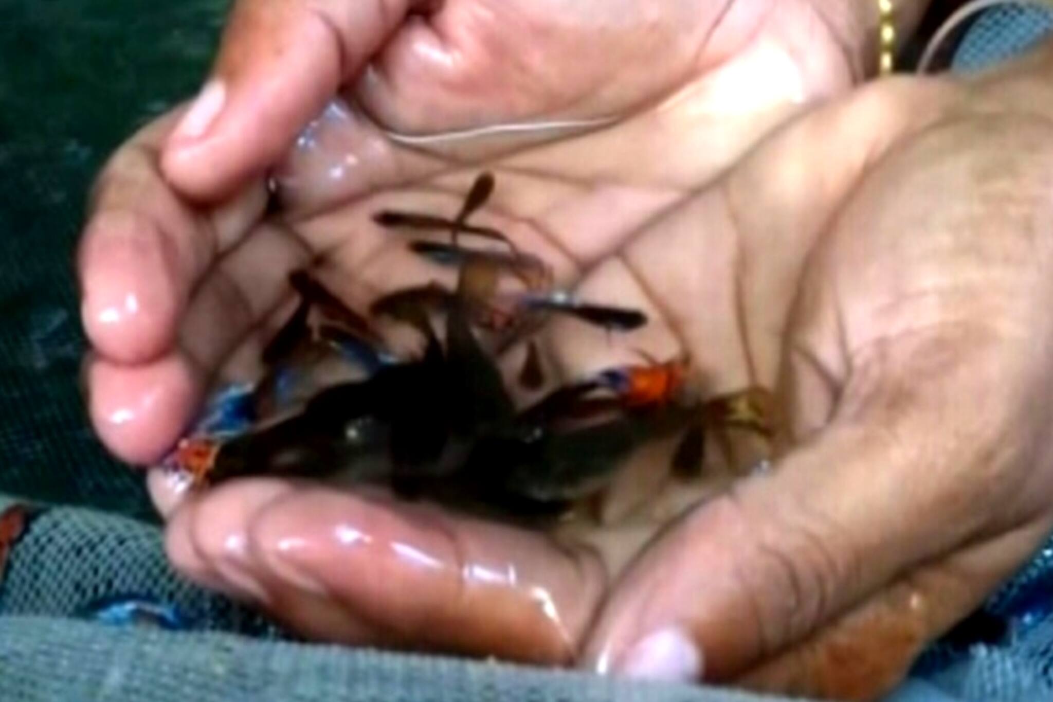 South 24 Parganas News- গাপ্পি মাছ চাষ করে স্বনির্ভর হচ্ছেন মহিলারা