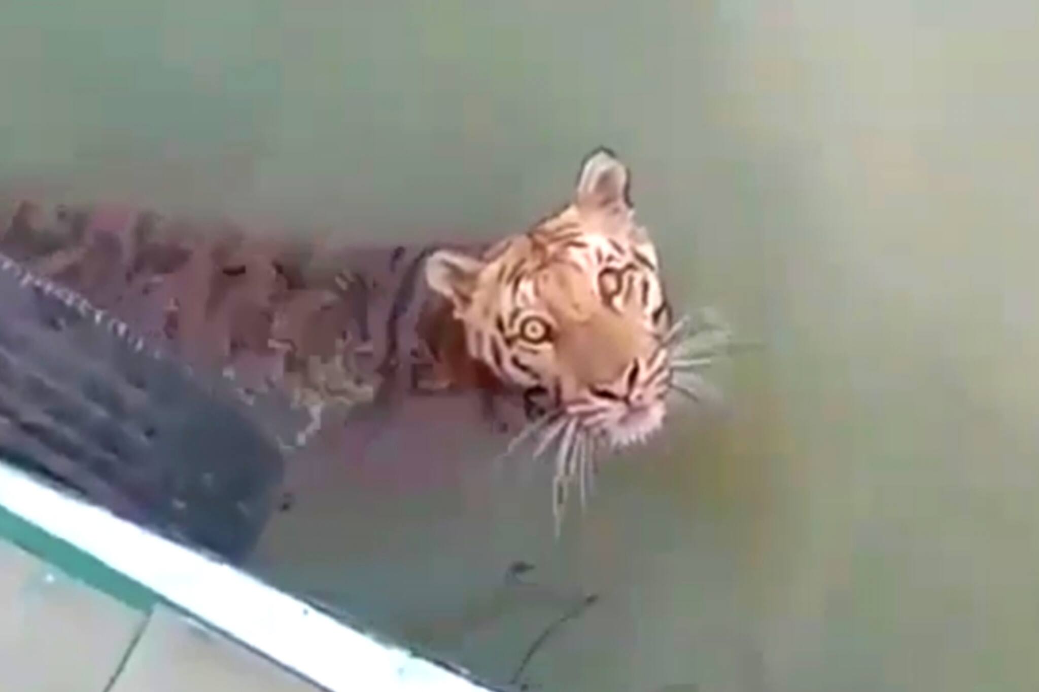 South 24 Parganas News- সুন্দরবনে পর্যটকদের ক্যামেরায় ধরা দিল রয়েল বেঙ্গল টাইগার