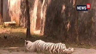 পুরভোটের জন্য বন্ধ থাকবে চিড়িয়াখানাও৷ পুরভোটের জন্য বন্ধ থাকবে চিড়িয়াখানাও৷