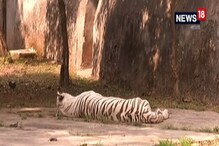 রবিবার, জমিয়ে শীত! কিন্তু আগামিকাল বন্ধ চিড়িয়াখানা, জাদুঘর, ভিক্টোরিয়া রবিবার, জমিয়ে শীত! কিন্তু আগামিকাল বন্ধ চিড়িয়াখানা, জাদুঘর, ভিক্টোরিয়া
