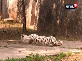 পুরভোটের জন্য বন্ধ থাকবে চিড়িয়াখানাও৷ 
