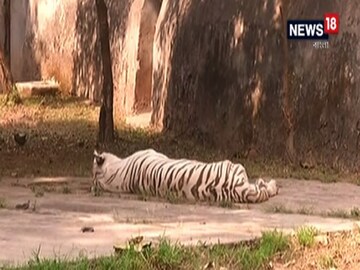 পুরভোটের জন্য বন্ধ থাকবে চিড়িয়াখানাও৷ 