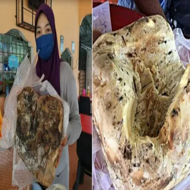 এর আগেও নানা জায়গায় বহু সাধারণ মানুষ তিমি মাছের বমি পেয়ে কোটিপতি হয়ে গিয়েছেন, সেই তালিকায় নতুন সংযোজন মালয়েশিয়ার এই মহিলা মৎস্যজীবী। 