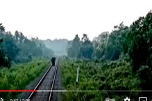 চাপরামারি জঙ্গলে ফের ট্রেনের সামনে বুনো হাতি ! চালকের চেষ্টায় বাঁচল প্রাণ ! চাপরামারি জঙ্গলে ফের ট্রেনের সামনে বুনো হাতি ! চালকের চেষ্টায় বাঁচল প্রাণ !