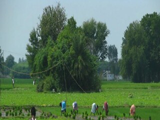 কৃষক উন্নয়নে কতটা গুরুত্ব বাজেটে