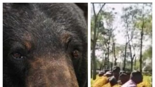 চা বাগান থেকে উদ্ধার করা হয় ভাল্লুকটিকে৷ প্রতীকী ছবি চা বাগান থেকে উদ্ধার করা হয় ভাল্লুকটিকে৷ প্রতীকী ছবি