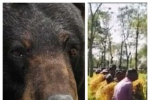 সাতসকালে ভাল্লুকের হানা, জারি হল ১৪৪ ধারা, আলিপুরদুয়ারে হুলস্থুল কাণ্ড