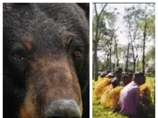 চা বাগান থেকে উদ্ধার করা হয় ভাল্লুকটিকে৷ প্রতীকী ছবি