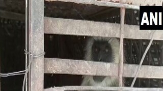 গাছ থেকে ফেলে অসংখ্য কুকুরছানাকে হত্যা! শেষমেশ পাকড়াও দুই 'খুনি' বাঁদরের উচিৎ শাস্তি
