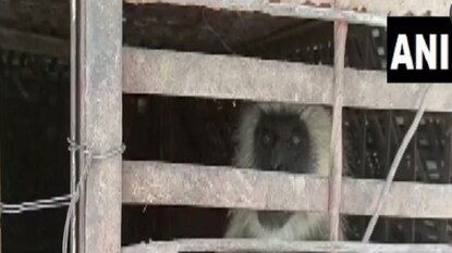 গাছ থেকে ফেলে অসংখ্য কুকুরছানাকে হত্যা! শেষমেশ পাকড়াও দুই 'খুনি' বাঁদরের উচিৎ শাস্তি
গাছ থেকে ফেলে অসংখ্য কুকুরছানাকে হত্যা! শেষমেশ পাকড়াও দুই 'খুনি' বাঁদরের উচিৎ শাস্তি