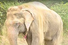 তপ্ত পথে হেঁটে দু’টি পা ক্ষতবিক্ষত, দৃষ্টিহীন হস্তিনী চিকিৎসাধীন হাসপাতালে তপ্ত পথে হেঁটে দু’টি পা ক্ষতবিক্ষত, দৃষ্টিহীন হস্তিনী চিকিৎসাধীন হাসপাতালে