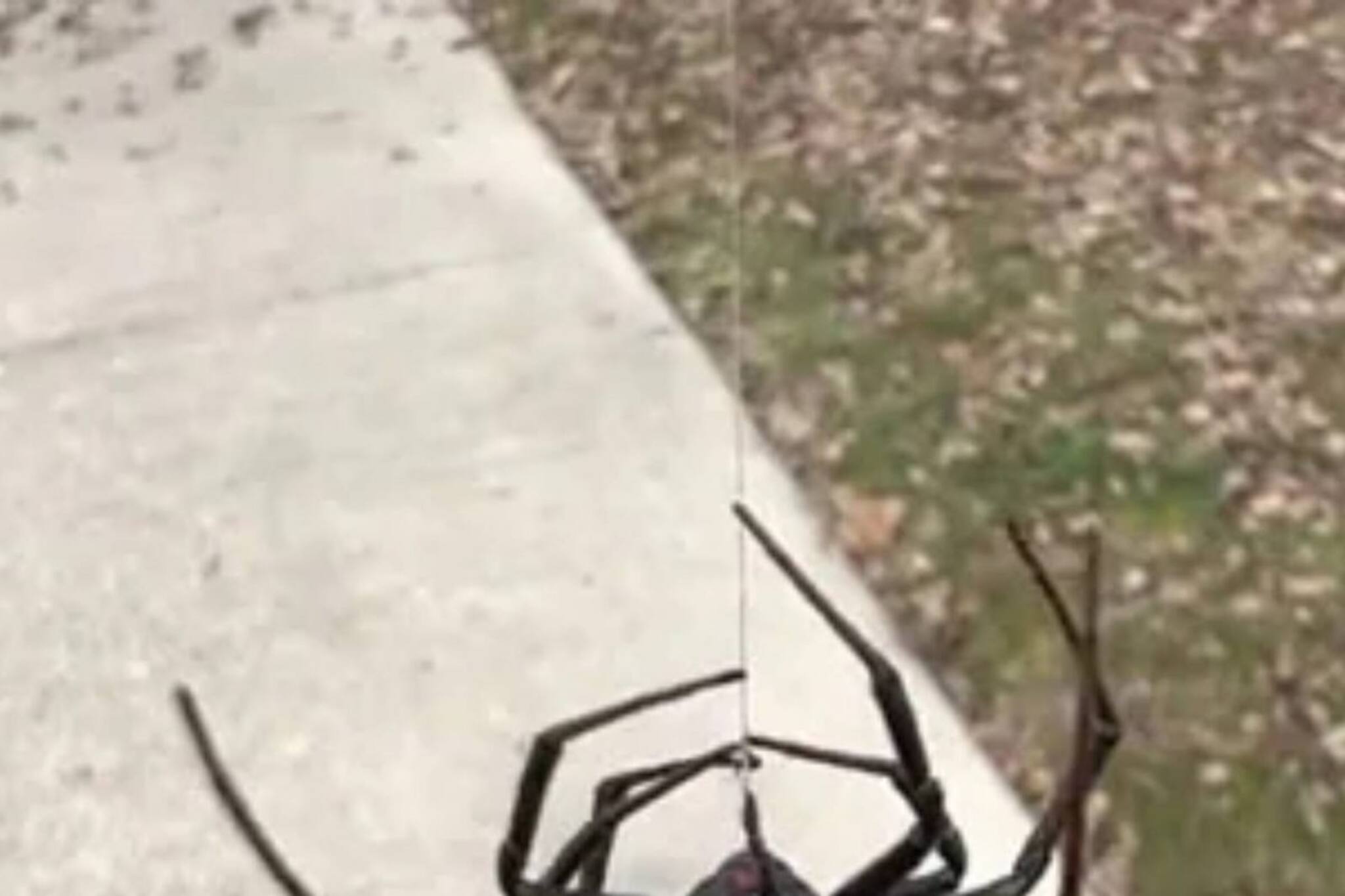 নিজের মনে জাল বুনছে তীব্র বিষাক্ত ব্ল্যাক উইডো! ভিডিও দেখে শিহরিত নেটদুনিয়া