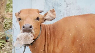 photo source collected photo source collected