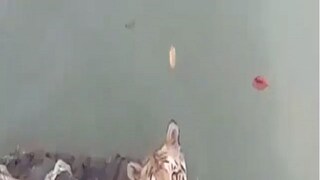 Royal Bengal Tiger Video