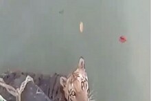 সুন্দরবনে ফের বাঘের দেখা, দেখুন ভাইরাল ভিডিও