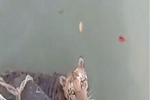 সুন্দরবনে ফের বাঘের দেখা, দেখুন ভাইরাল ভিডিও সুন্দরবনে ফের বাঘের দেখা, দেখুন ভাইরাল ভিডিও