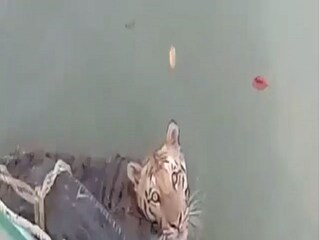 Royal Bengal Tiger Video