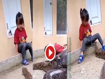 সাপের সঙ্গে খেলছে একরত্তি 