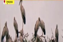 শীত পড়তেই সুন্দরবনে ভিড় জমিয়েছে হাজার হাজার পরিযায়ী পাখি, দেখুন ভিডিও শীত পড়তেই সুন্দরবনে ভিড় জমিয়েছে হাজার হাজার পরিযায়ী পাখি, দেখুন ভিডিও