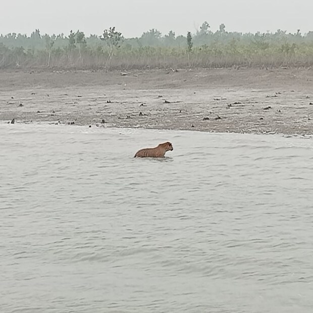 সেই কারণেই বাঘটিকে গভীর জঙ্গলে ছেড়ে দেওয়ার সিদ্ধান্ত নেওয়া হয়৷ এ দিন সকাল ৬.৫৫ মিনিট নাগাদ বাঘটিকে ধুলিভাসানিয়ার জঙ্গলে ছেড়ে দেওয়া হয়৷ 