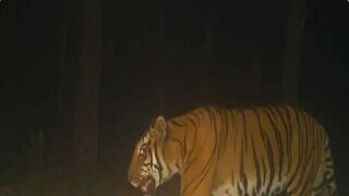 বক্সায় ৫ দিন পর চালু হচ্ছে জঙ্গল সাফারি, দর্শন মিলতেই পারে রয়্যাল বেঙ্গলের! বক্সায় ৫ দিন পর চালু হচ্ছে জঙ্গল সাফারি, দর্শন মিলতেই পারে রয়্যাল বেঙ্গলের!