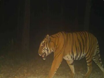 বক্সায় ৫ দিন পর চালু হচ্ছে জঙ্গল সাফারি, দর্শন মিলতেই পারে রয়্যাল বেঙ্গলের!