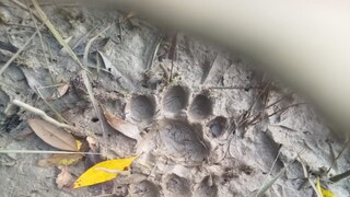 প্রসঙ্গত, কয়েকদিন আগেই শুরু হয় সুন্দরবনে বাঘ গণনার কাজ। দেরিতে হলেও শুরু হলেও বাঘ সুমারির জন্য দক্ষিণ চব্বিশ পরগনা জেলায় বন বিভাগের জঙ্গলে ক্যামেরা বসানো হয়। বাঘ গণনার জন্য নির্ধারিত সময়ের মধ্যে সুন্দরবনের জঙ্গলে ক্যামেরা বসানোর কথা থাকলেও, সেই কাজ বাধা পেয়েছে বেশ কয়েক মাস ধরে। ঘন ঘন লোকালয়ে ঢুকেছে বাঘ। আর সেই বাঘ বন্দি করতে রীতিমতো নাকাল হতে হয়েছে বন কর্মীদের। যে কারণে ঘুম ছুটেছে বন কর্তাদেরও। প্রসঙ্গত, কয়েকদিন আগেই শুরু হয় সুন্দরবনে বাঘ গণনার কাজ। দেরিতে হলেও শুরু হলেও বাঘ সুমারির জন্য দক্ষিণ চব্বিশ পরগনা জেলায় বন বিভাগের জঙ্গলে ক্যামেরা বসানো হয়। বাঘ গণনার জন্য নির্ধারিত সময়ের মধ্যে সুন্দরবনের জঙ্গলে ক্যামেরা বসানোর কথা থাকলেও, সেই কাজ বাধা পেয়েছে বেশ কয়েক মাস ধরে। ঘন ঘন লোকালয়ে ঢুকেছে বাঘ। আর সেই বাঘ বন্দি করতে রীতিমতো নাকাল হতে হয়েছে বন কর্মীদের। যে কারণে ঘুম ছুটেছে বন কর্তাদেরও।