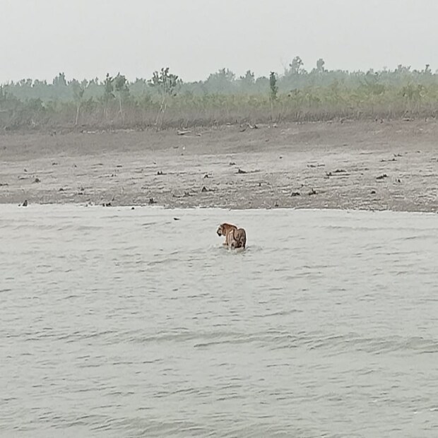  প্রায় ছ' দিন ধরে চেষ্টা করার পর গতকাল, মঙ্গলবার সকালে কুলতলির লোকালয় ঘেঁষা জঙ্গল থেকে বাঘটিকে ঘুমপাড়ানি গুলি ছুড়ে ধরে বন দফতর৷ 
