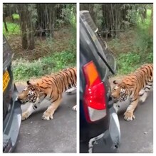 পর্যটক বোঝাই আস্ত গাড়ি মুখ দিয়ে টানছে রয়্যাল বেঙ্গল, দেখুন ভাইরাল ভিডিও পর্যটক বোঝাই আস্ত গাড়ি মুখ দিয়ে টানছে রয়্যাল বেঙ্গল, দেখুন ভাইরাল ভিডিও