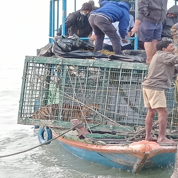 ধরার পরার পর বাঘটিকে বনি ক্যাম্পে নিয়ে গিয়েছিলেন বন দফতরের কর্মীরা৷ ধরা পড়ার পর থেকেই পূর্ণবয়স্ক পুরুষ বাঘটিকে পর্যবেক্ষণে রাখেন বন দফতরের চিকিৎসকরা৷ 