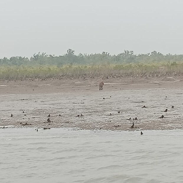 খাঁচা থেকে ছাড়া পেয়েই নদীতে ঝাঁপ দেয় রয়্যাল বেঙ্গল টাইগার৷ সাঁতরে পাড়ে উঠেই ধীরে ধীরে গভীর জঙ্গলে ঢুকে পড়ে সে৷ সুস্থ অবস্থায় বাঘটিকে জঙ্গলে ফিরিয়ে দিতে পেরে স্বস্তিতে বন দফতরের কর্মী থেকে আধিকারিকরাও৷ 