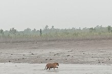 Kultali Tiger Rescue: সুস্থই রয়েছে কুলতলির রয়্যাল বেঙ্গল, জঙ্গলে ফিরিয়ে দিল বন দফতর Kultali Tiger Rescue: সুস্থই রয়েছে কুলতলির রয়্যাল বেঙ্গল, জঙ্গলে ফিরিয়ে দিল বন দফতর