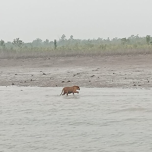 ধরা পড়ার চব্বিশ ঘণ্টার মধ্যেই কুলতলির রয়্যাল বেঙ্গল টাইগারকে গভীর জঙ্গলে ছেড়ে দিল বন দফতর৷ এ দিন সকালেই বাঘটিকে সুন্দরবনের রামগঙ্গা রেঞ্জের ধুলিভাসানিয়া ৪-এর জঙ্গলে ছেড়ে দেওয়া হয়৷ 