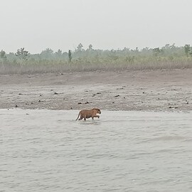 সুস্থই রয়েছে কুলতলির রয়্যাল বেঙ্গল, জঙ্গলে ফিরিয়ে দিল বন দফতর সুস্থই রয়েছে কুলতলির রয়্যাল বেঙ্গল, জঙ্গলে ফিরিয়ে দিল বন দফতর