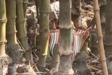বাঁশ বাগানে লুকনো বস্তা! খুলতেই চক্ষু চড়কগাছ গ্রামবাসীদের