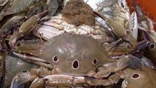 দিঘায় সামুদ্রিক কাঁকড়া খেয়ে পরপর মৃত্যু! উদ্বেগ বাড়ছে প্রশাসনের দিঘায় সামুদ্রিক কাঁকড়া খেয়ে পরপর মৃত্যু! উদ্বেগ বাড়ছে প্রশাসনের