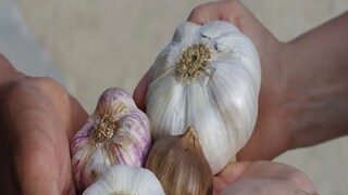 Himalayan Garlic Health Benefits- Photo-Representative Himalayan Garlic Health Benefits- Photo-Representative