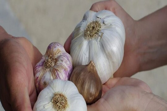 Himalayan Garlic Health Benefits- Photo-Representative
