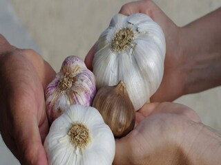Himalayan Garlic Health Benefits- Photo-Representative