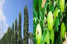Vastu Tips 2022: বাড়িতে প্রয়োজন এই দুই গাছ, টাকা পয়সা কখনও শেষ হবেনা Vastu Tips 2022: বাড়িতে প্রয়োজন এই দুই গাছ, টাকা পয়সা কখনও শেষ হবেনা