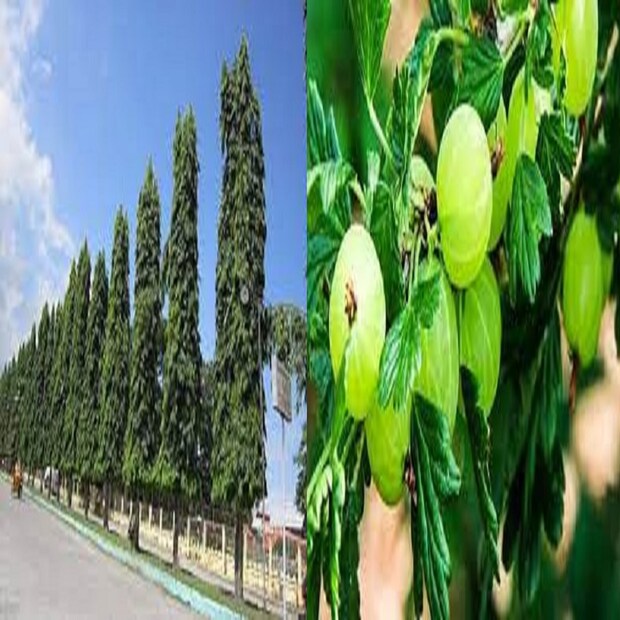 অশোক ও আমলকি গাছের গোড়ায় নোংরা জমা হলে রেখে দিন ৷ এই গাছকে পবিত্র স্থান হিসাবে মেনে চলুন ৷ কেননা এই দুই গাছই অত্যন্ত শুভ (Vastu Tips 2022) ৷ প্রতীকী ছবি ৷