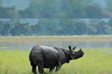 কাজিরাঙা-য় পর্যটকদের গাড়ি তাড়া করল গন্ডার! দেখুন হাড়হিম করা ভিডিও