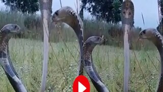 কিং কোবরার লড়াই। 