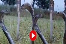 চ্যালেঞ্জ! তিন King Cobra-র লড়াই দেখলে কড়া শীতেও দরদর করে ঘামতে হবে!