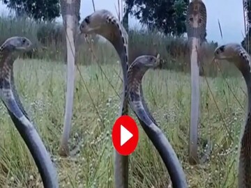 কিং কোবরার লড়াই। 