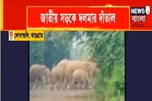 জাতীয় সড়কে দলমার দাঁতাল, ঝাড়গ্রামের লোধাশুলি বাজার এলাকায় হাতি জাতীয় সড়কে দলমার দাঁতাল, ঝাড়গ্রামের লোধাশুলি বাজার এলাকায় হাতি