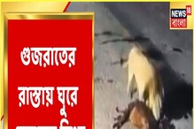 রাজপথে ঘুরে বেড়াচ্ছে সিংহ পরিবার! রাস্তাতেই খাবার শিকার পশুরাজের! দেখুন... রাজপথে ঘুরে বেড়াচ্ছে সিংহ পরিবার! রাস্তাতেই খাবার শিকার পশুরাজের! দেখুন...