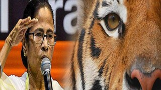 বাঘ ধরার পুরস্কার!