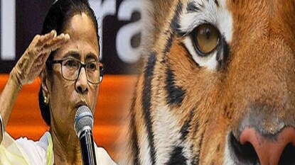 বাঘ ধরার পুরস্কার! বাঘ ধরার পুরস্কার!